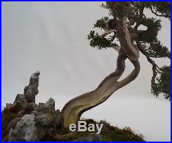Sadebaum Juniperus Sabina