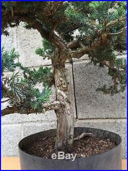 San Jose Juniper Pre Bonsai Tree 25 Yr Old Specimen Big Huge Thick Trunk Kifu