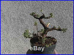 San Jose juniper bonsai stock(8sj1228st)Nice size, movement, taper