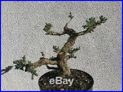 San Jose juniper bonsai stock(8sj1228st)Nice size, movement, taper