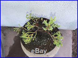 San Jose juniper bonsai stock(8sj819st)Nice movement, wired