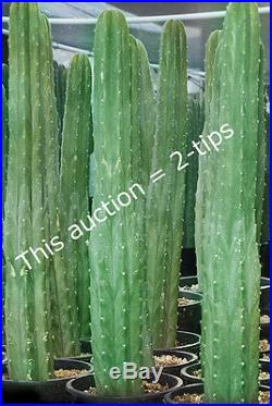 San Pedro cactus cuttings, 2- tips Trichocereus pachanoi 12-to-16 length, #SP2