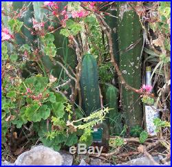 San Pedro cactus cuttings, 5+lbs real Trichocereus pachanoi fresh harvest, #2015