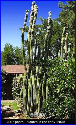 San Pedro cactus cuttings, 5- tips Trichocereus pachanoi 12-to-16 length, #SP5