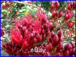 Schotia Afra Karoo Boer Bean Rare Tropical Plant Bonsai Tree Seeds (5)
