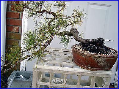 Scotch Pine Bonsai