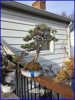 Scots Pine Bonsai Aka Pinus sylvestris Aka Scotch Pine Gorgeous Tree