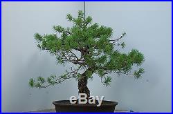 Scots Pine Bonsai Speciem