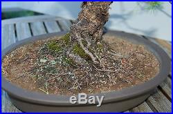 Scots Pine Bonsai Speciem