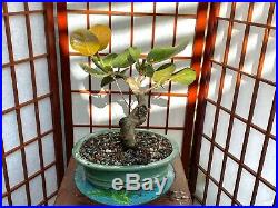 Sea Grape Bonsai Tree Nice 1 3/4 Trunk with lot of movement