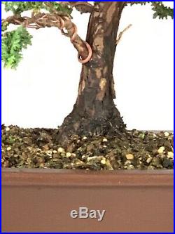 Sekka Hinoki Cypess Bonsai Tree