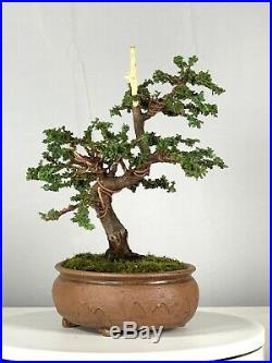 Sekka Hinoki Cypess Bonsai Tree