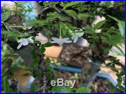 Semi Dwarf Water Jasmine (Wrightia Religiosa) Bonsai Tree 14 3 Nebari