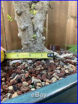 Semi Dwarf Water Jasmine (Wrightia Religiosa) Bonsai Tree 14 3 Nebari