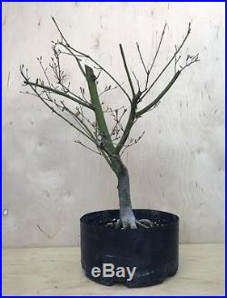 Seriyu Blue DragonJapanese Maple Pre Bonsai Tree Big Thick Trunk Lace Leaf