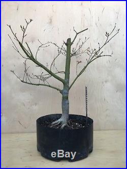 Seriyu Blue DragonJapanese Maple Pre Bonsai Tree Big Thick Trunk Lace Leaf