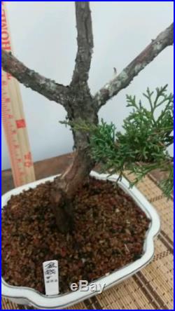 Shimpaku Bonsai Tree 35 Years Old #222