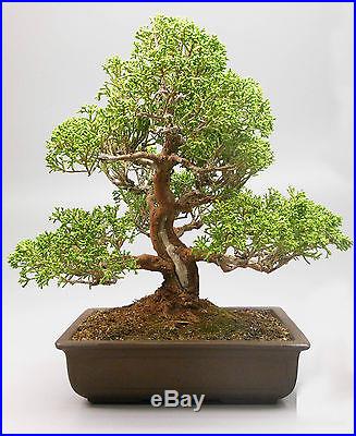 Shimpaku Juniper Bonsai Tree