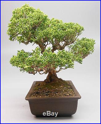 Shimpaku Juniper Bonsai Tree