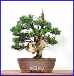 Shimpaku Juniper Bonsai Tree 1754