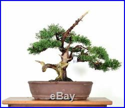 Shimpaku Juniper Bonsai Tree 1754