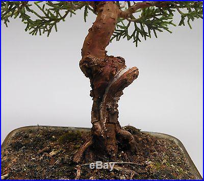 Shimpaku Juniper Bosai Tree