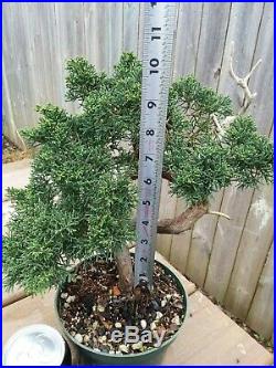 Shimpaku Juniper Juniperus chinensis'Kishu' Pre-Bonsai Twisted Trunk