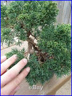 Shimpaku Juniper Juniperus chinensis'Kishu' Pre-Bonsai Twisted Trunk
