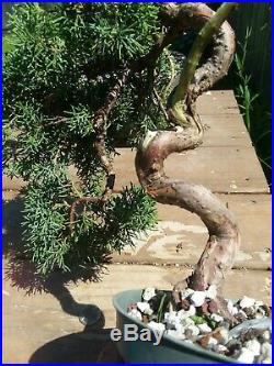 Shimpaku Juniper Juniperus chinensis'Kishu' Pre-Shohin Bonsai Movement Trunk