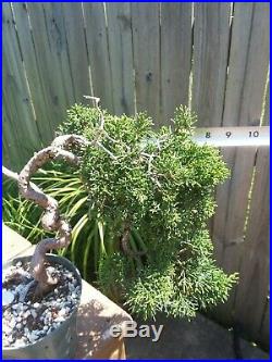 Shimpaku Juniper Juniperus chinensis'Kishu' Pre-Shohin Bonsai Movement Trunk