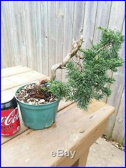 Shimpaku Juniper Juniperus chinensis'Kishu' Pre- Shohin Bonsai Twisted Trunk