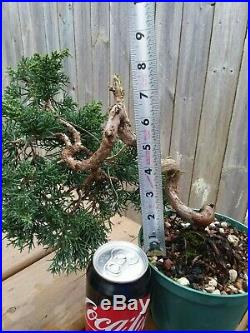 Shimpaku Juniper Juniperus chinensis'Kishu' Pre- Shohin Bonsai Twisted Trunk