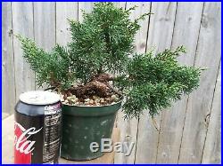 Shimpaku Juniper Juniperus chinensis'Kishu' Shohin Bonsai Very ContortedTrunk