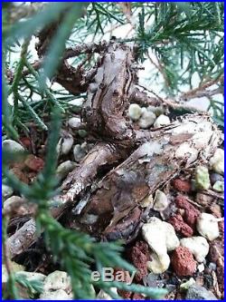 Shimpaku Juniper Juniperus chinensis'Kishu' Shohin Bonsai Very ContortedTrunk
