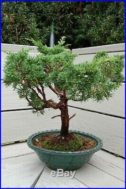 Shimpaku'Kishu' Juniper Pre-Bonsai Tree #2