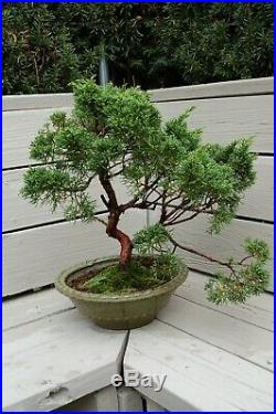 Shimpaku'Kishu' Juniper Pre-Bonsai Tree #3