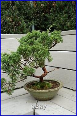 Shimpaku'Kishu' Juniper Pre-Bonsai Tree #3