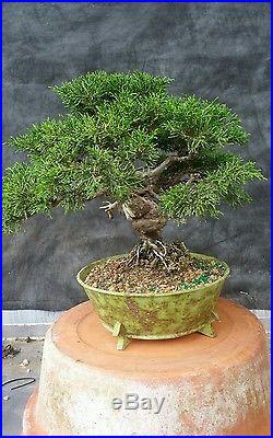 Shimpaku juniper bonsai