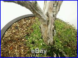 Shimpaku juniper bonsai #716-11