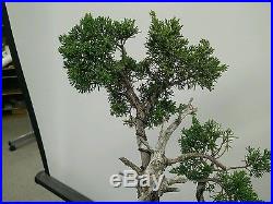 Shimpaku juniper bonsai #716-11