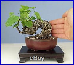 Shohin California Grape Vine Specimen Bonsai Tree Zinfandel