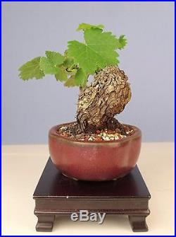 Shohin California Grape Vine Specimen Bonsai Tree Zinfandel