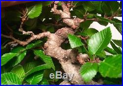 Shohin Collected Korean Hornbeam Bonsai tree