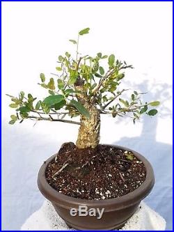Shohin Cork Oak Bonsai Tree