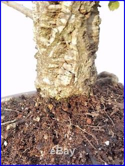 Shohin Cork Oak Bonsai Tree