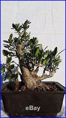 Shohin European Dwarf Olive Bonsai Tree