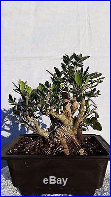 Shohin European Dwarf Olive Bonsai Tree