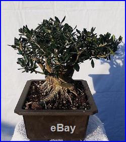 Shohin European Olive'Skylark' Dwarf Bonsai Tree