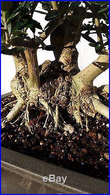 Shohin European Olive'Skylark' Dwarf Bonsai Tree
