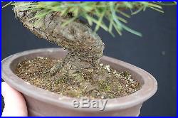 Shohin Japanese Black Pine Bonsai Pinus Thunbergii FREE SHIPPING
